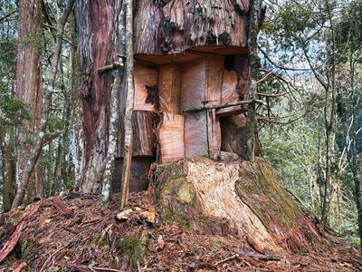 台灣森林爆恐怖浩劫　越籍山老鼠橫行