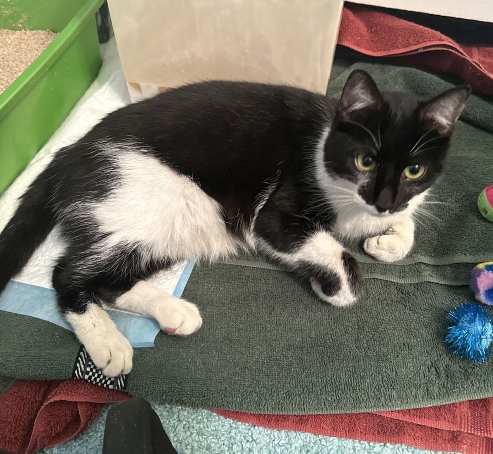 cat foster home happy