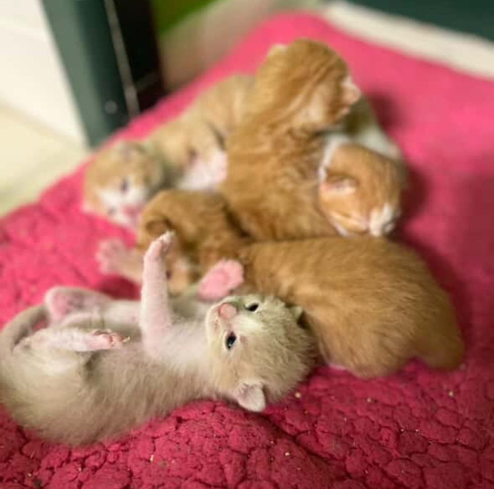 orange kittens eyes open