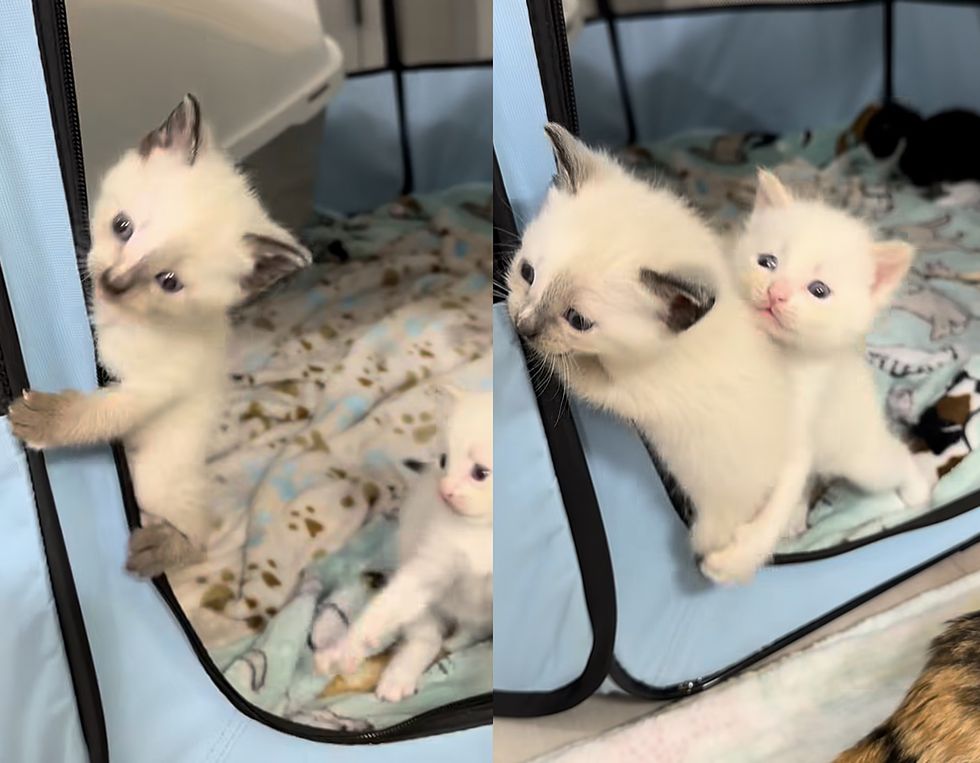 kittens climbing playpen