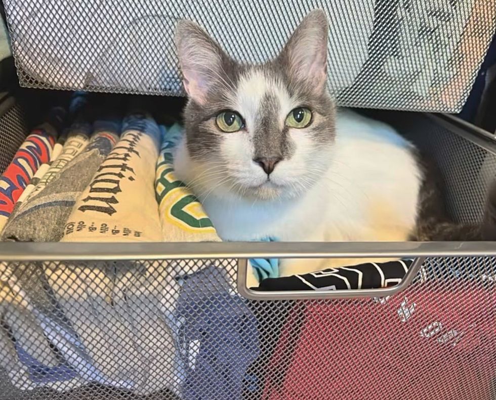cat drawer nestled
