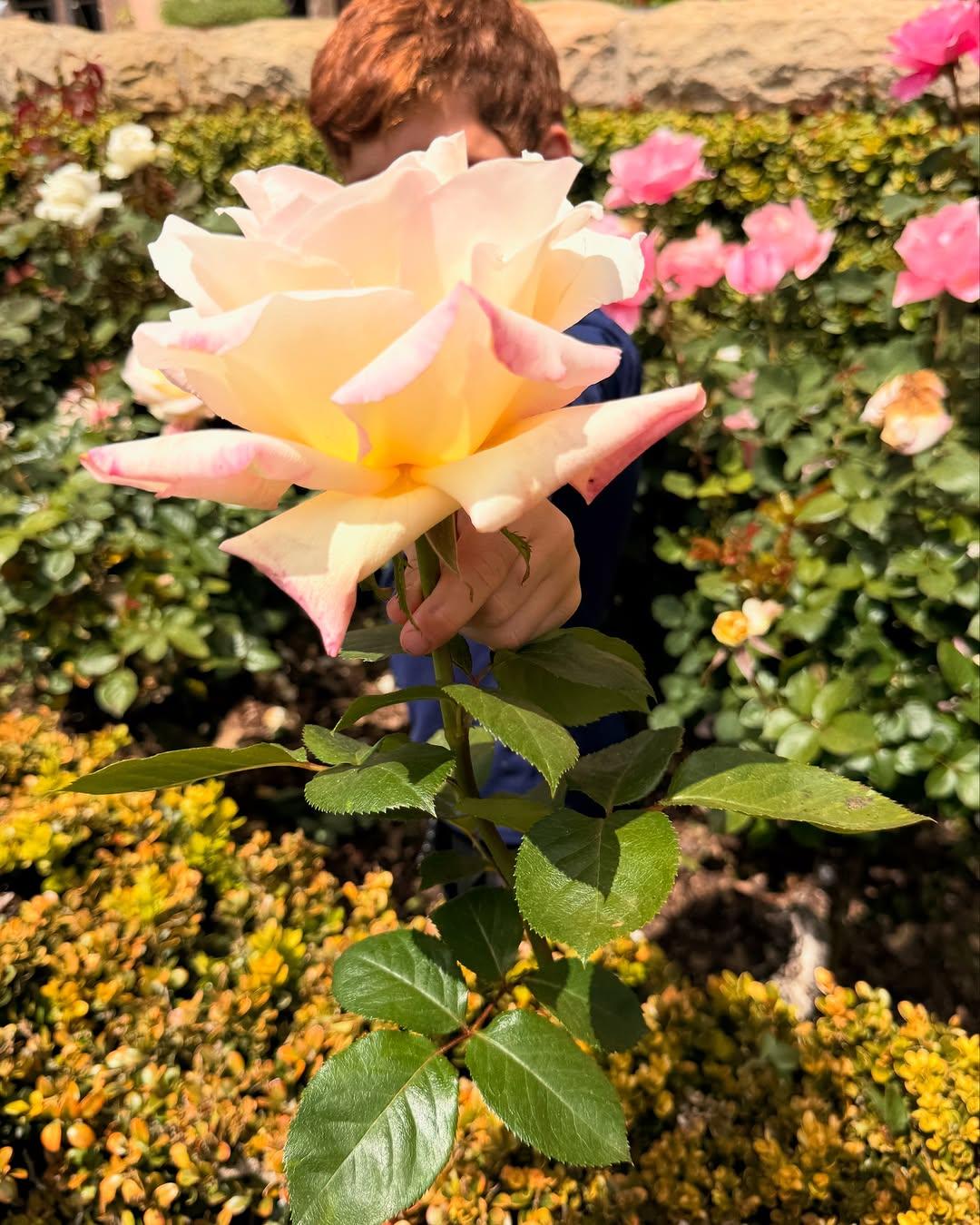 Prince Archie holds up a rose to the camera