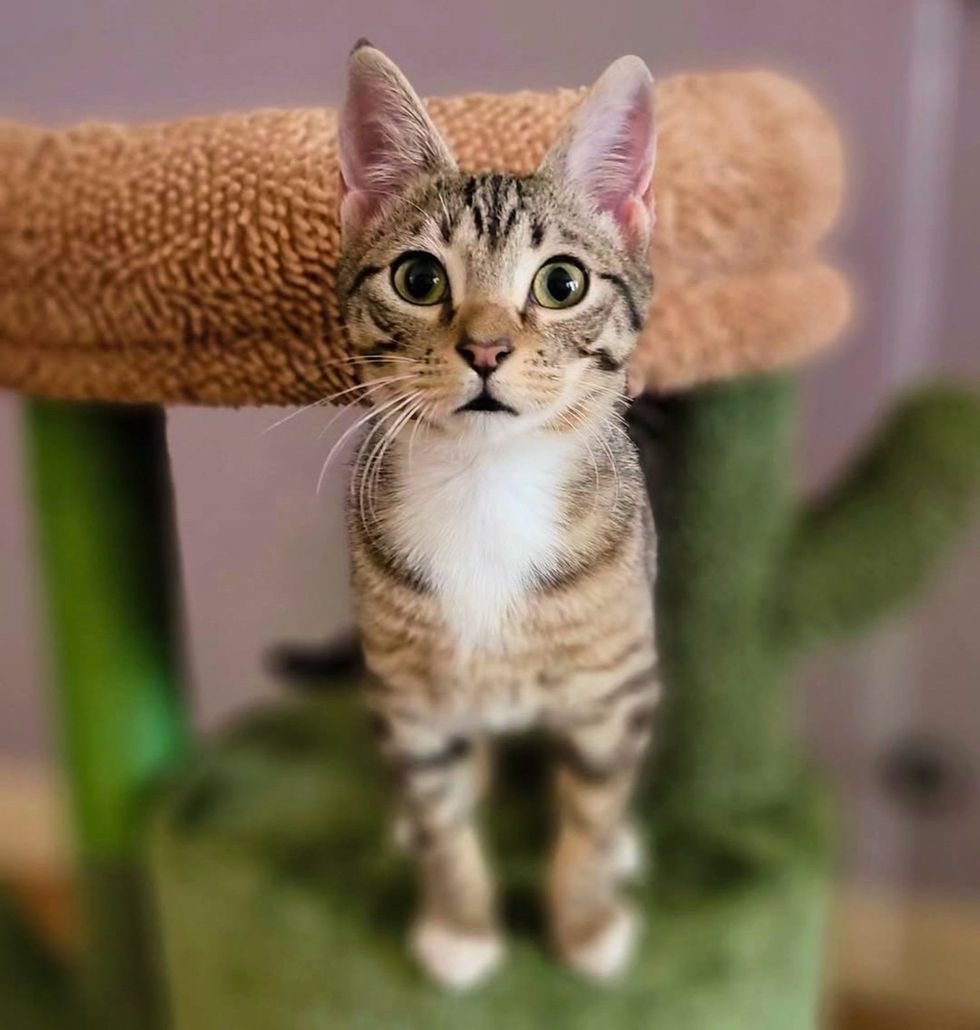 tabby kitten beautiful