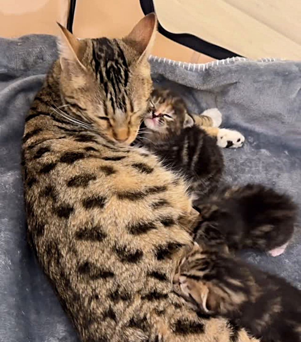 tabby cat hugs kittens