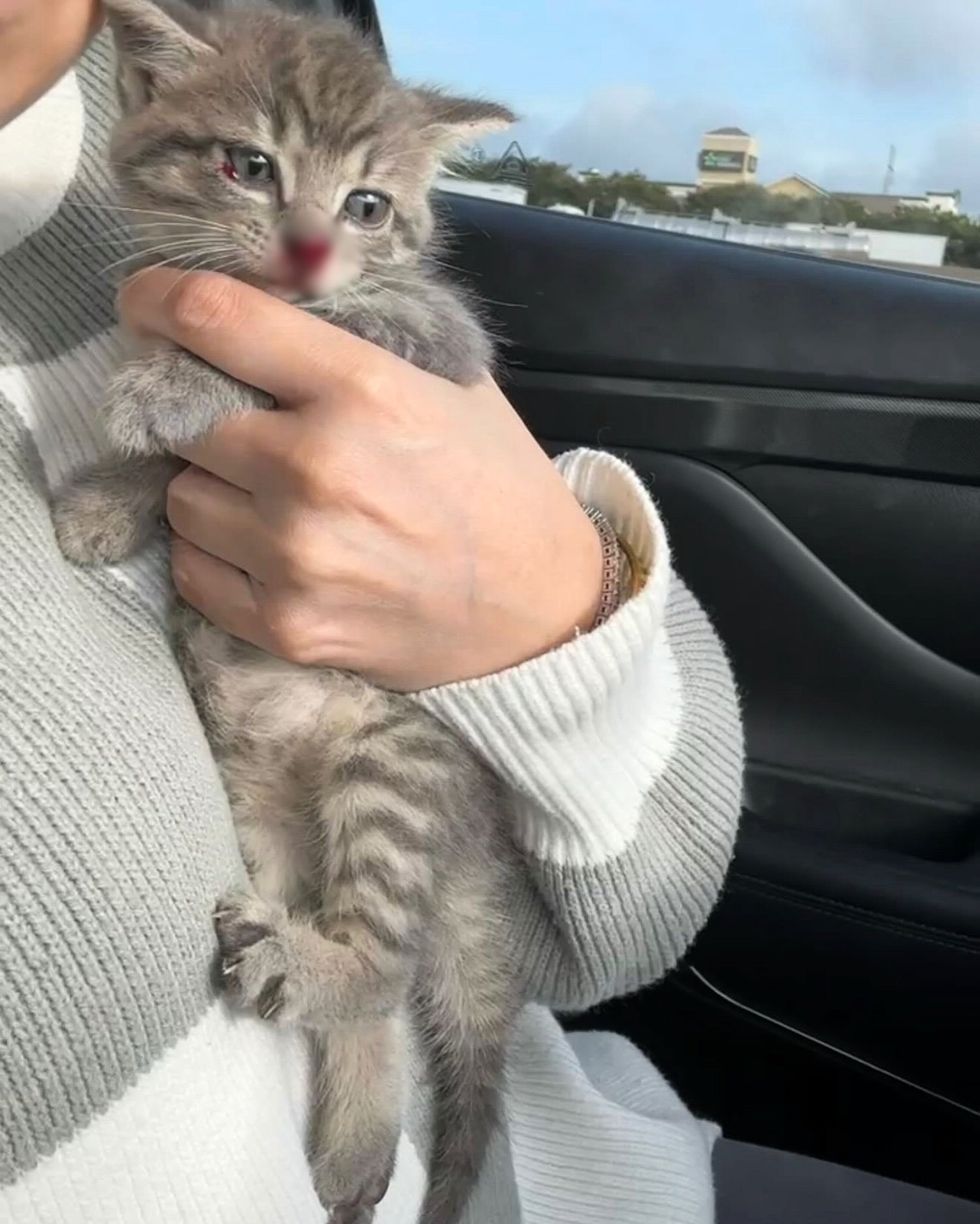 kitten highway snuggles