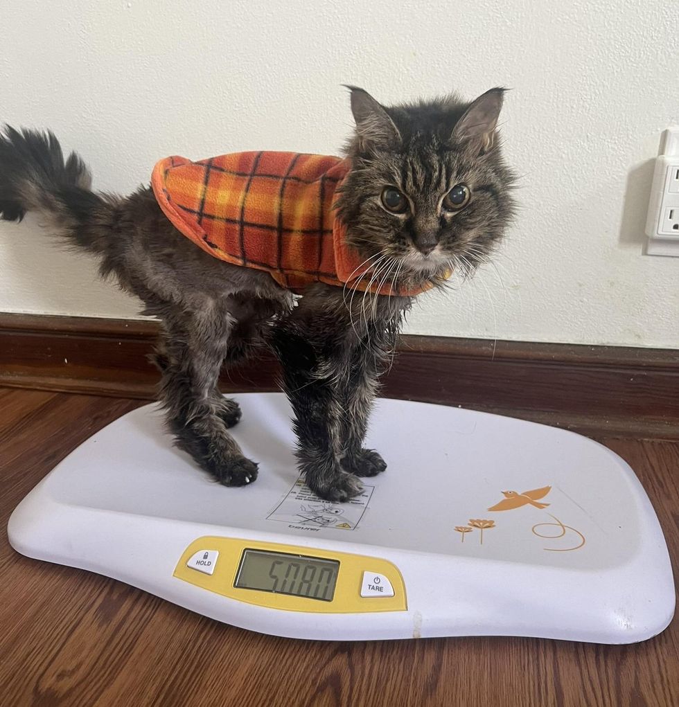 older cat scale weighing