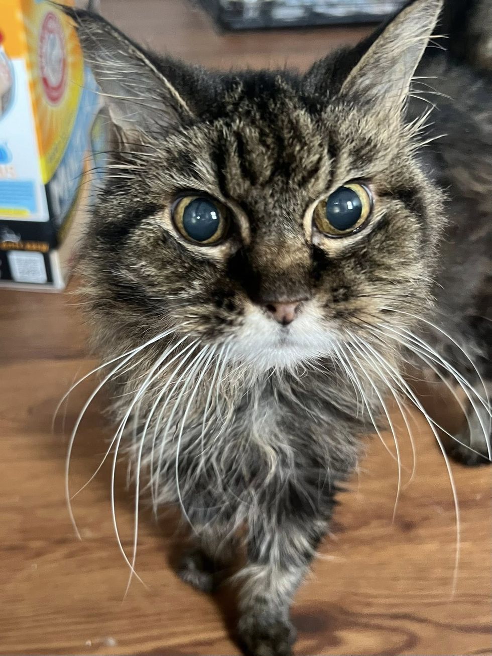 older cat home
