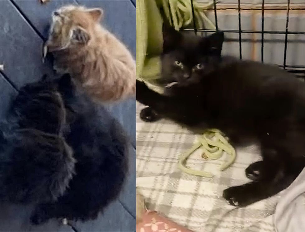 stray kittens rescue