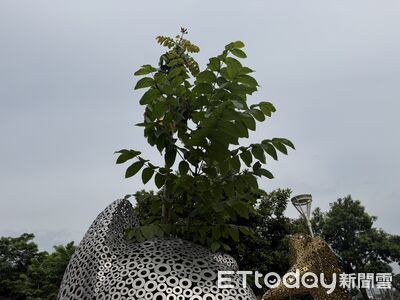 火焰木穿鋼鐵長成「雙枝撐頂」！　水道博物館貓雕像上演生命奇蹟