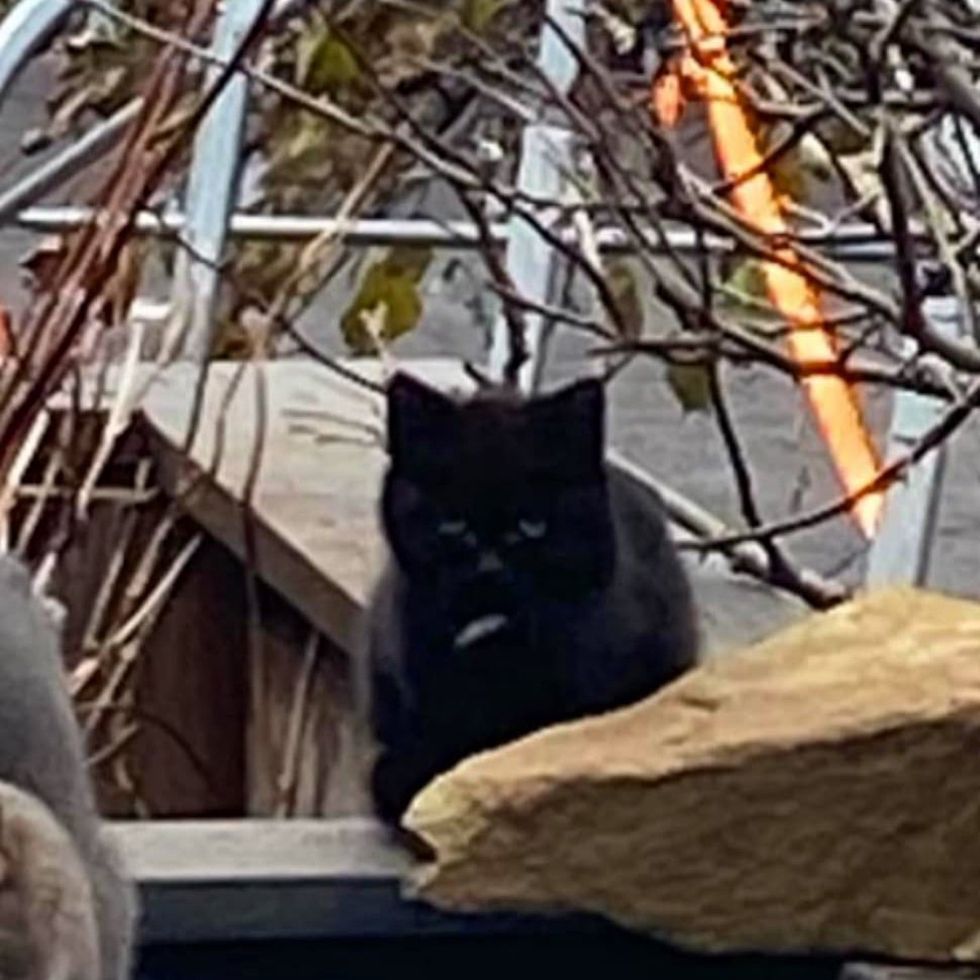 stray kitten house panther