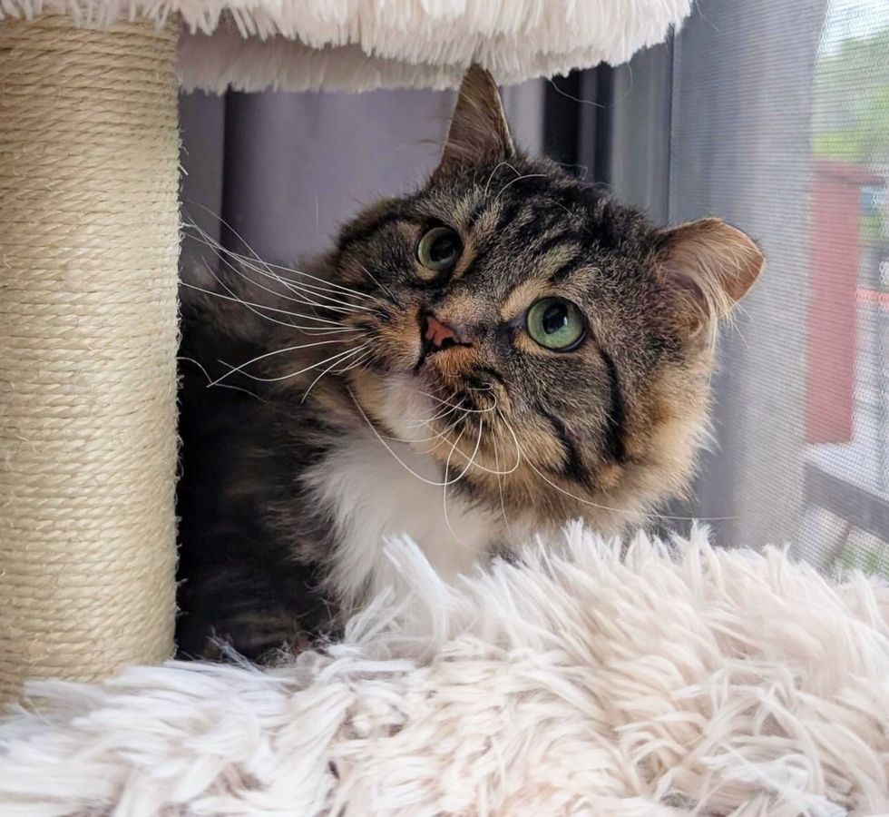 tabby cat long whiskers