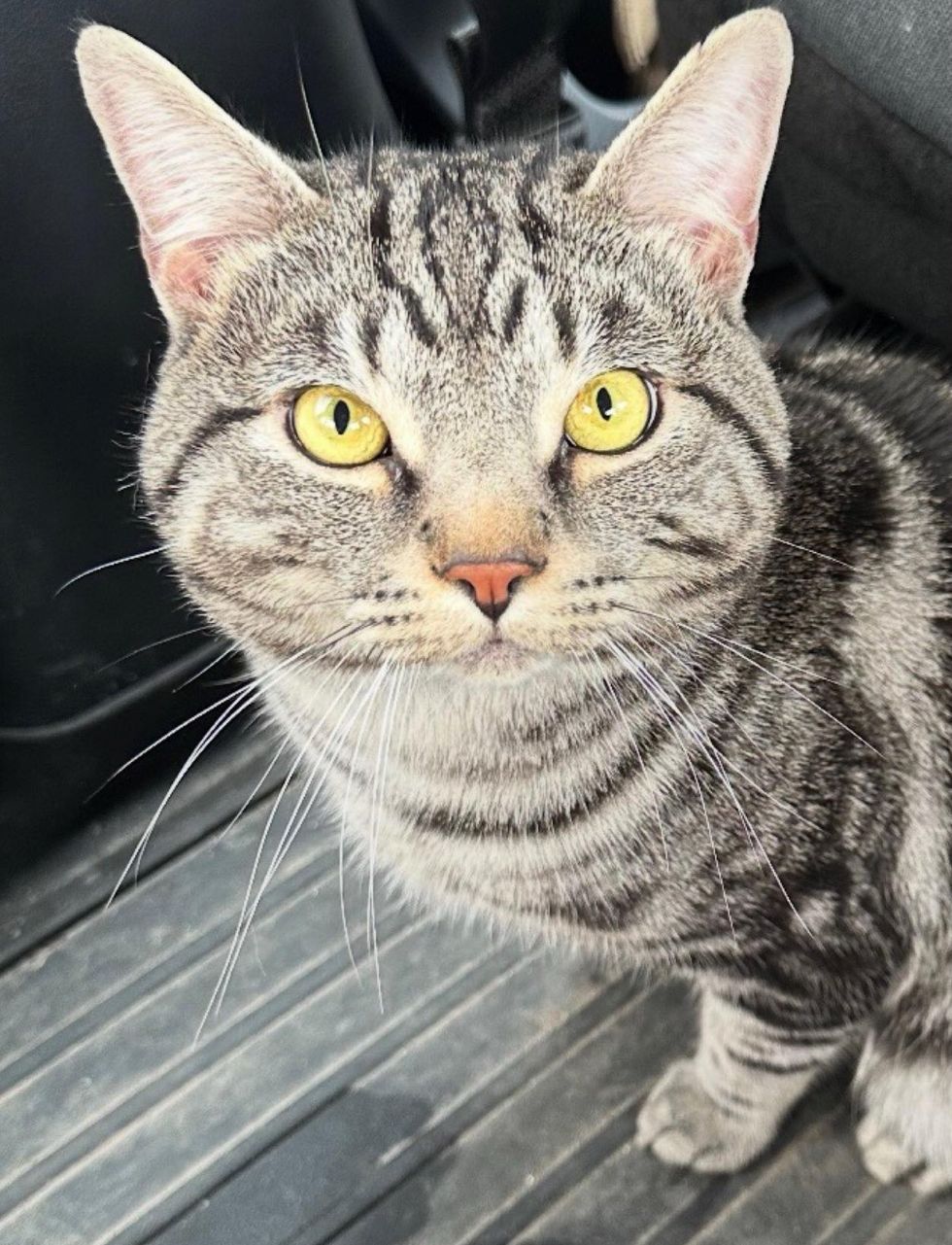 mackerel tabby cat, cat cheeks