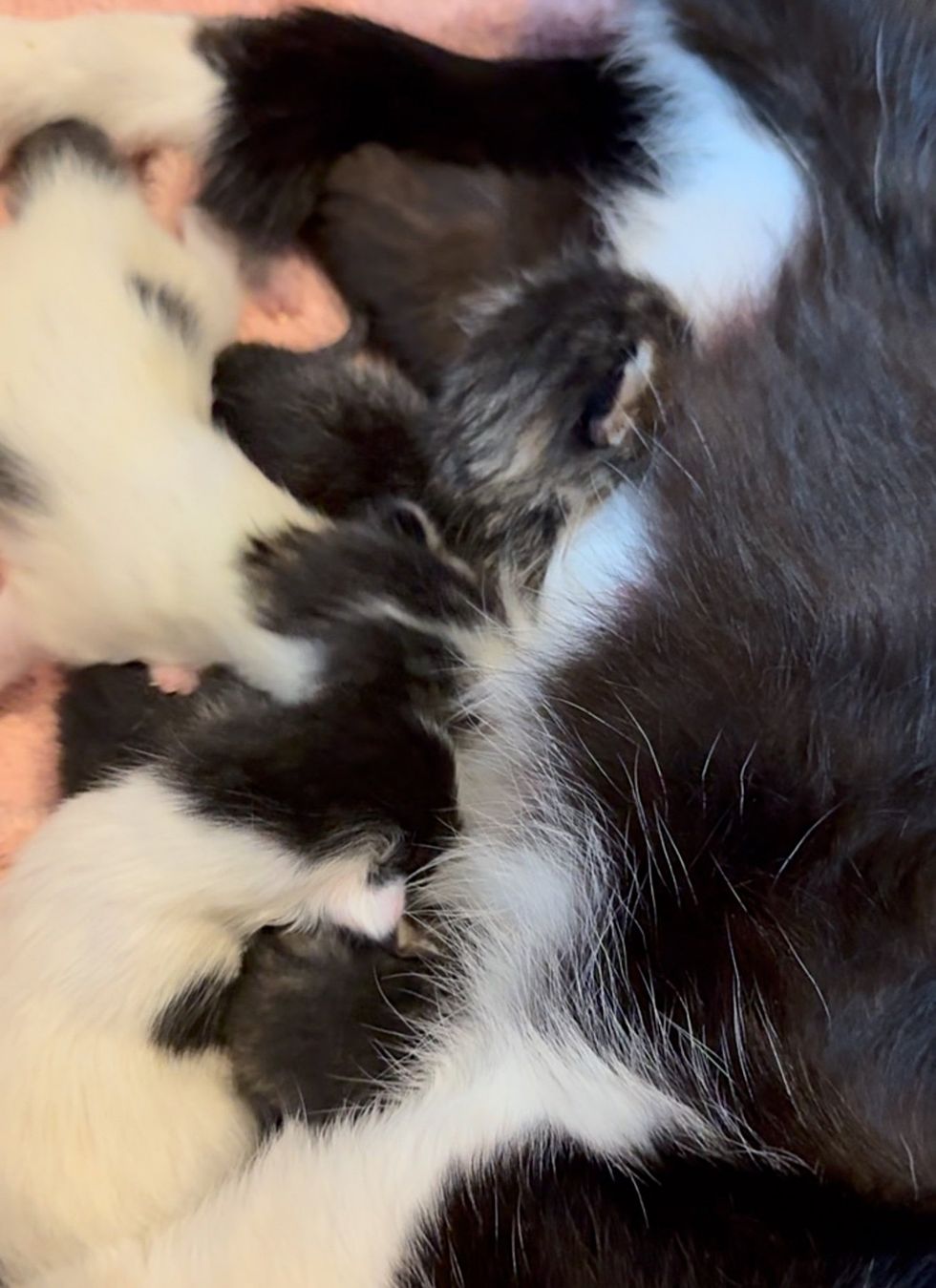 newborn kittens nursing