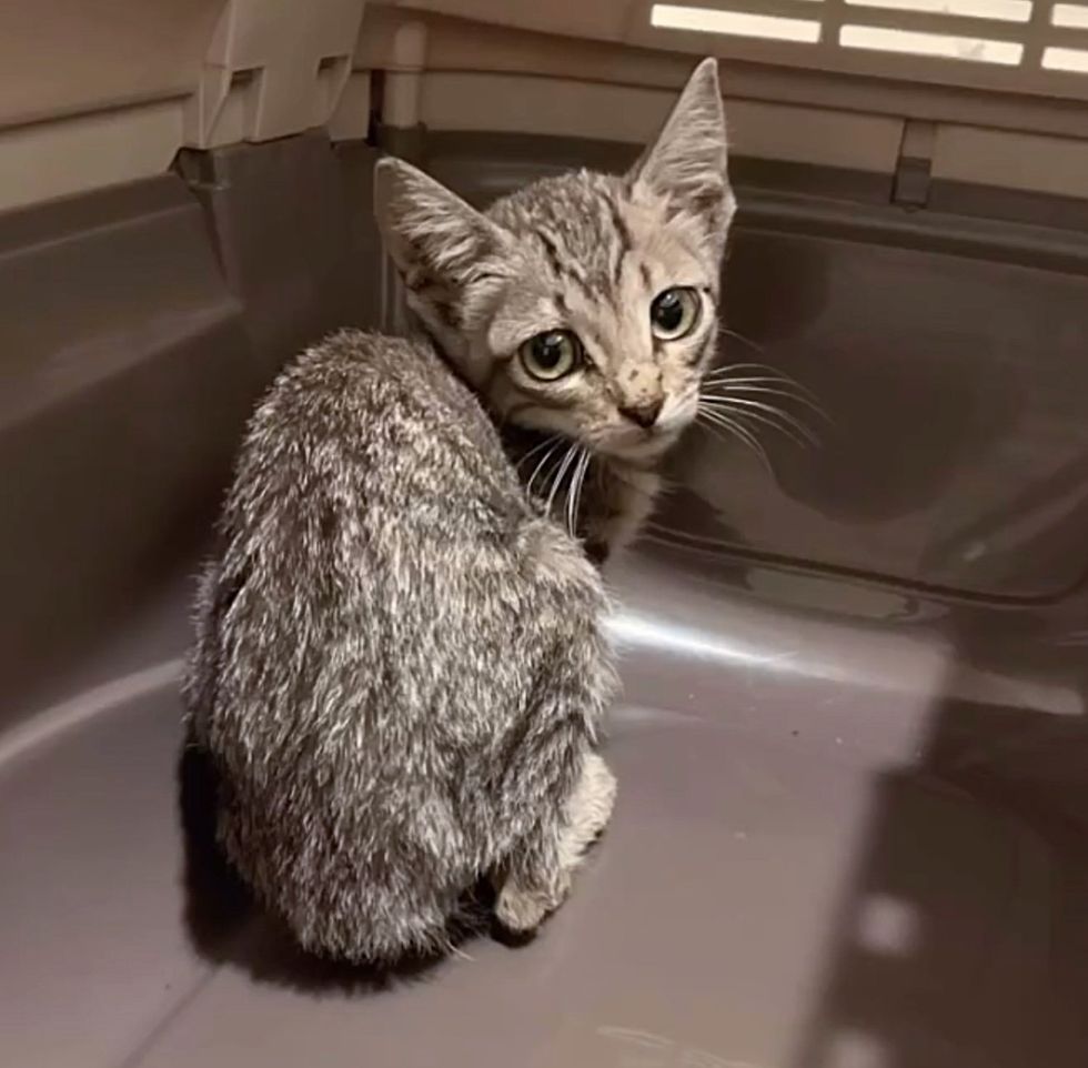 skinny shy stray kitten