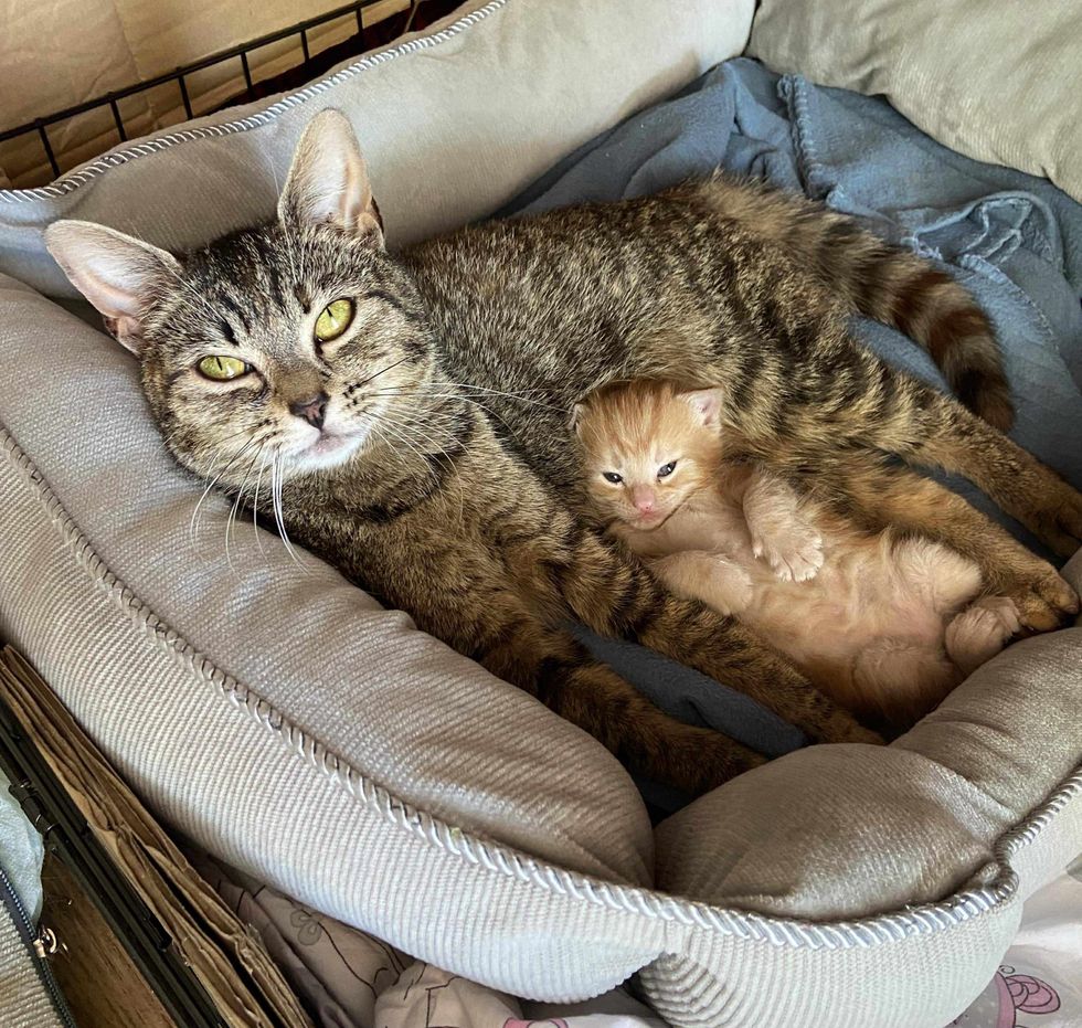 cat mom cuddles kitten