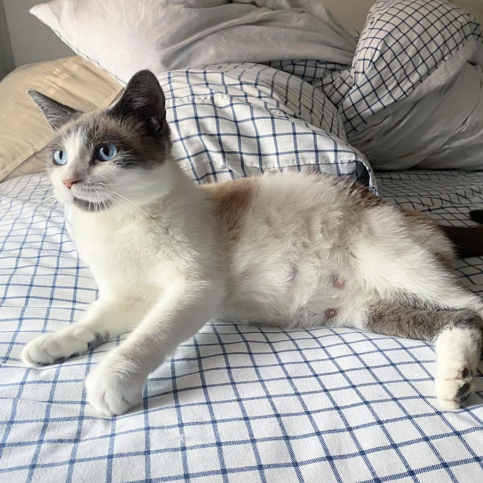 cat pregnant foster care