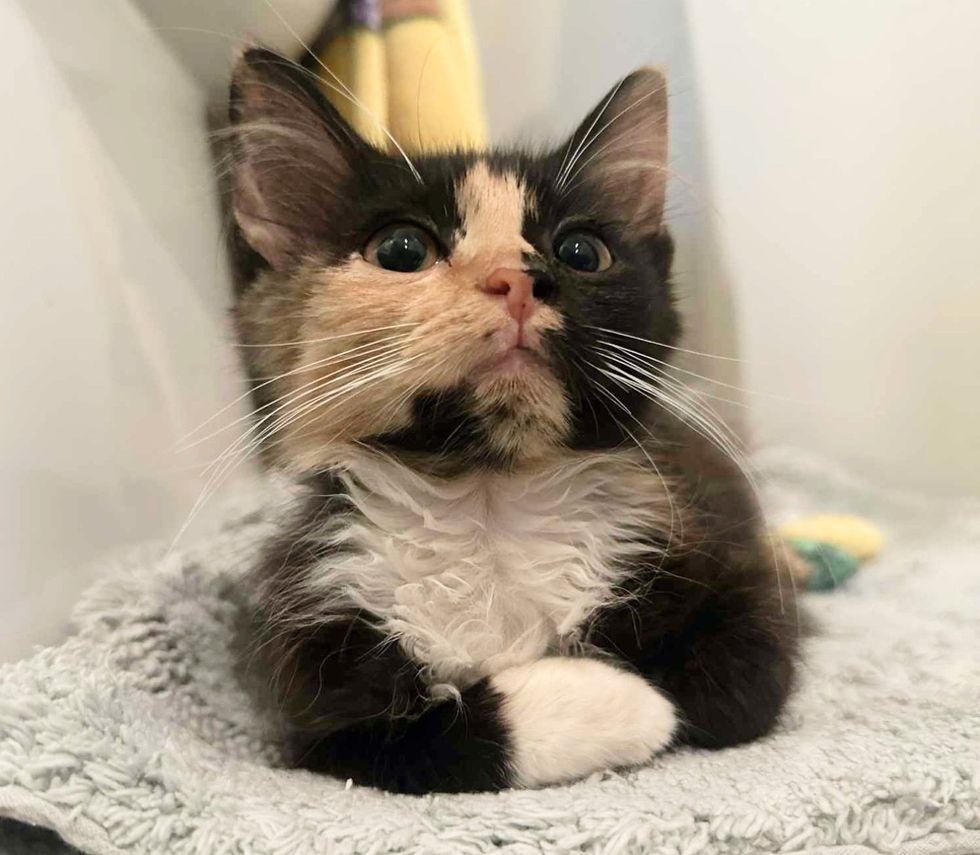 calico kitten loafing