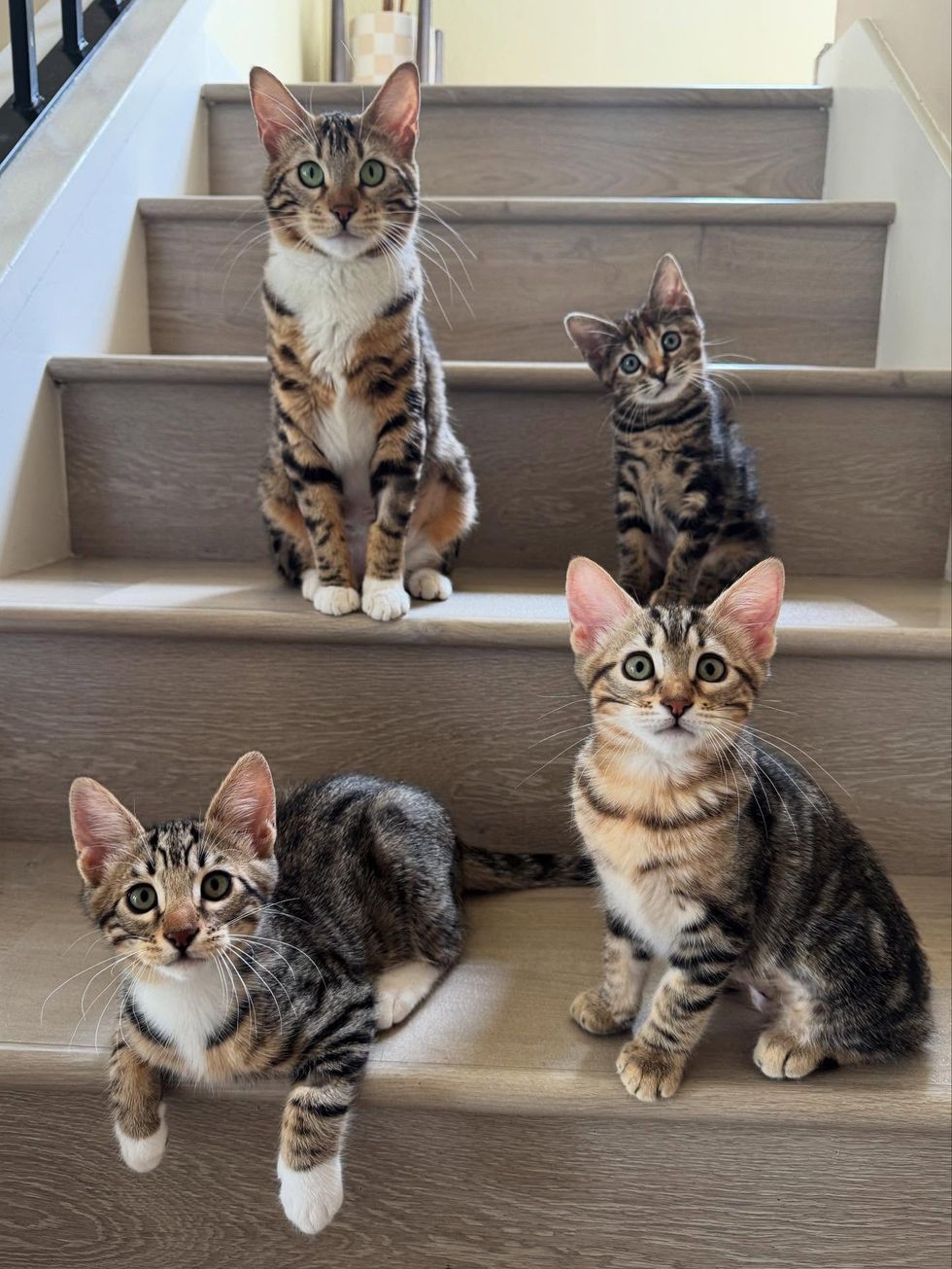 cat tabby kittens together