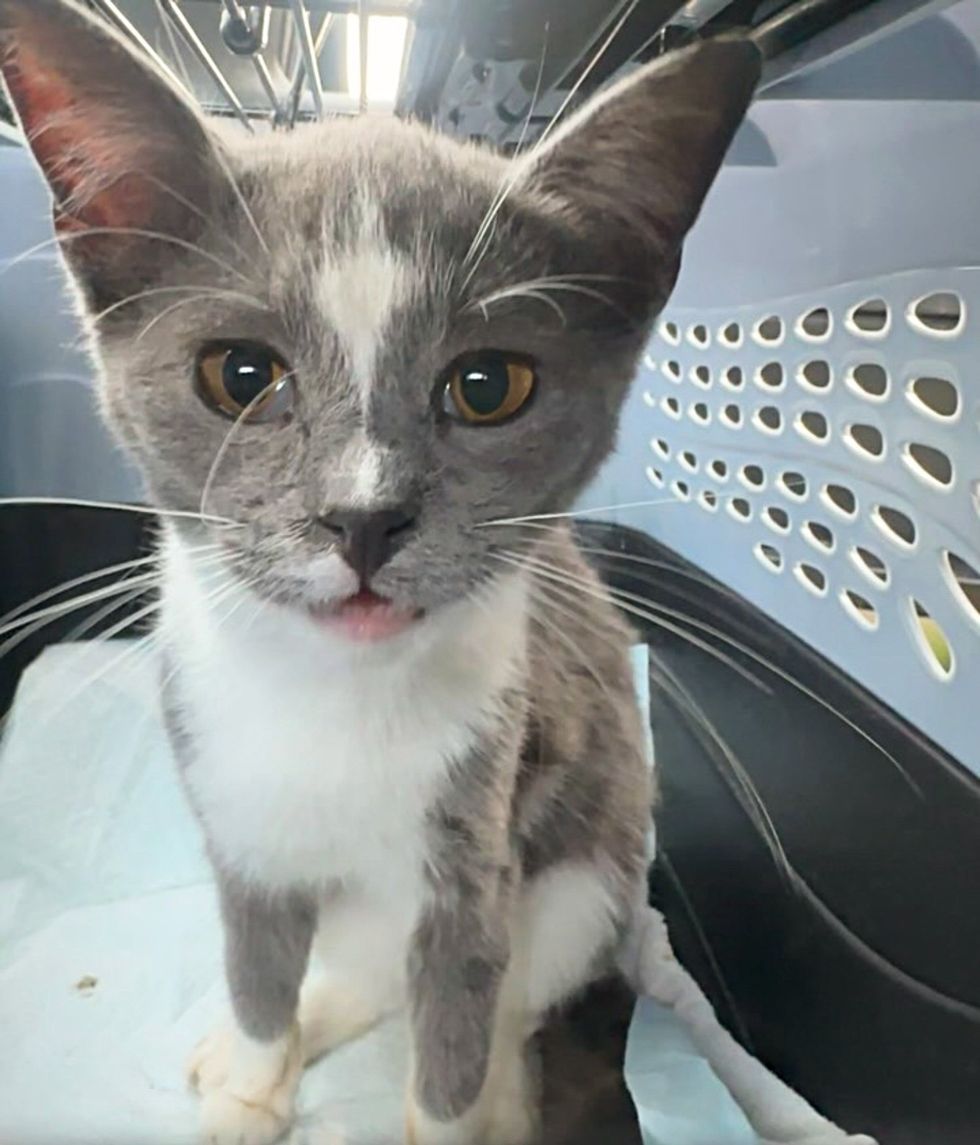 stray kitten carrier