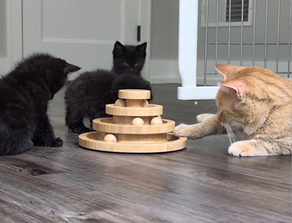 cat teaches kittens play