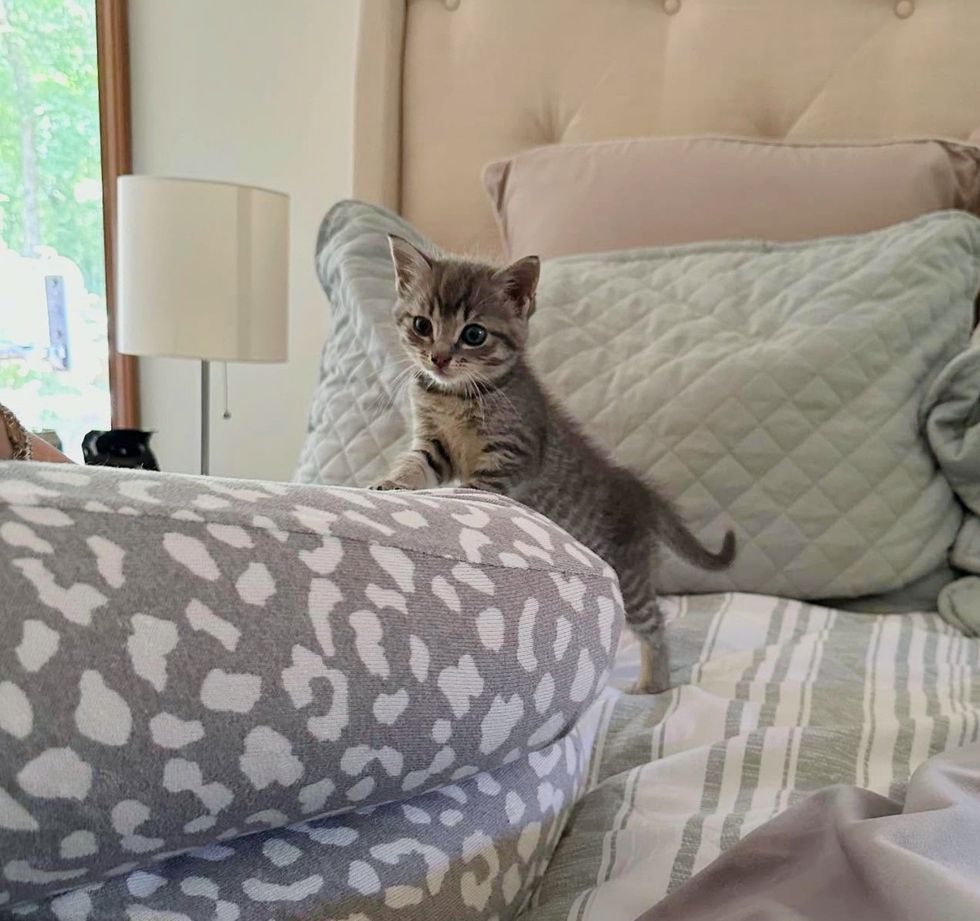 playful kitten making bed