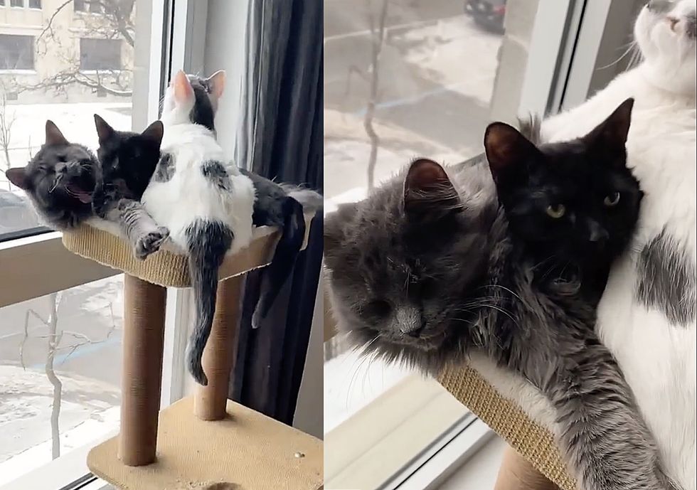 snuggly kittens window