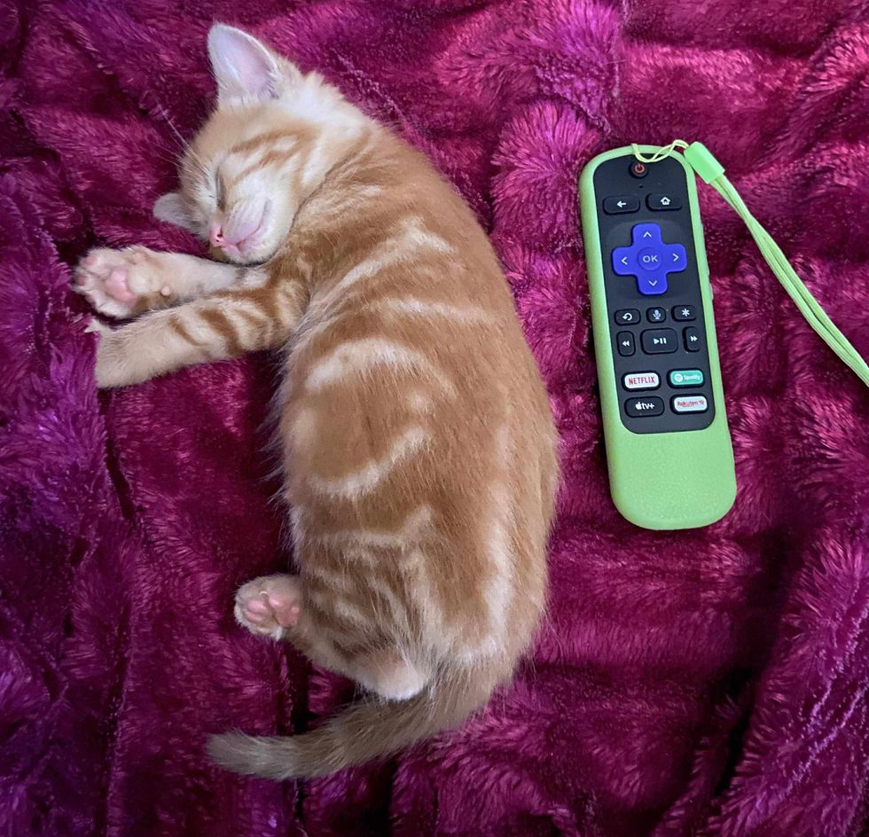 ginger kitten tiny remote