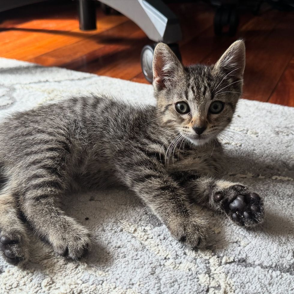 kitten tabby home