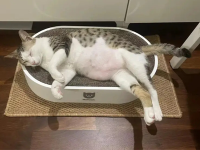 社區管理員巡樓發現「懷孕貓媽媽走失」　飼主尷尬認領：牠是公的