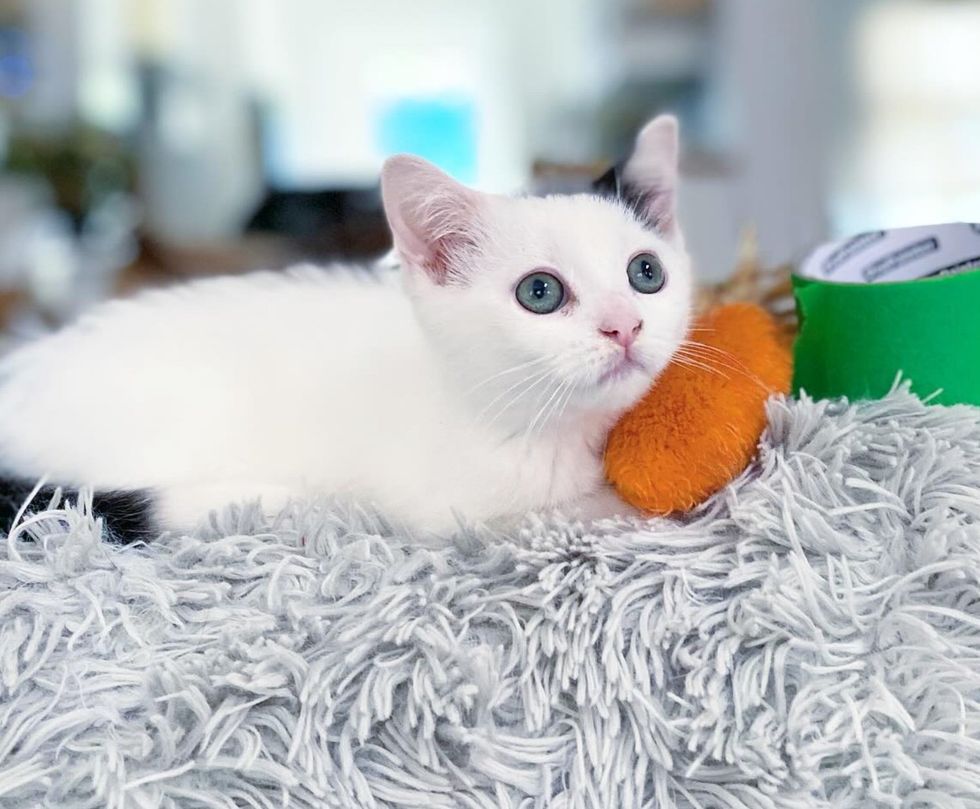 kitten snuggles blanket