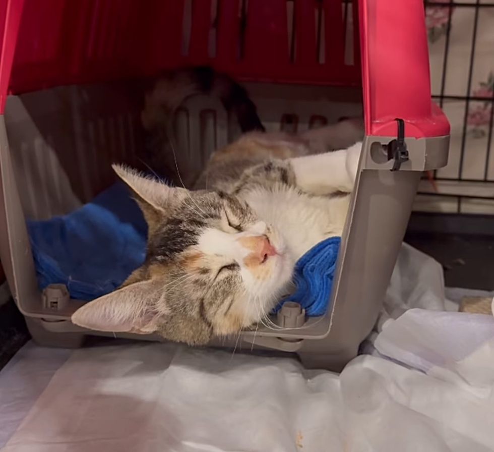 sleeping cat carrier shelter