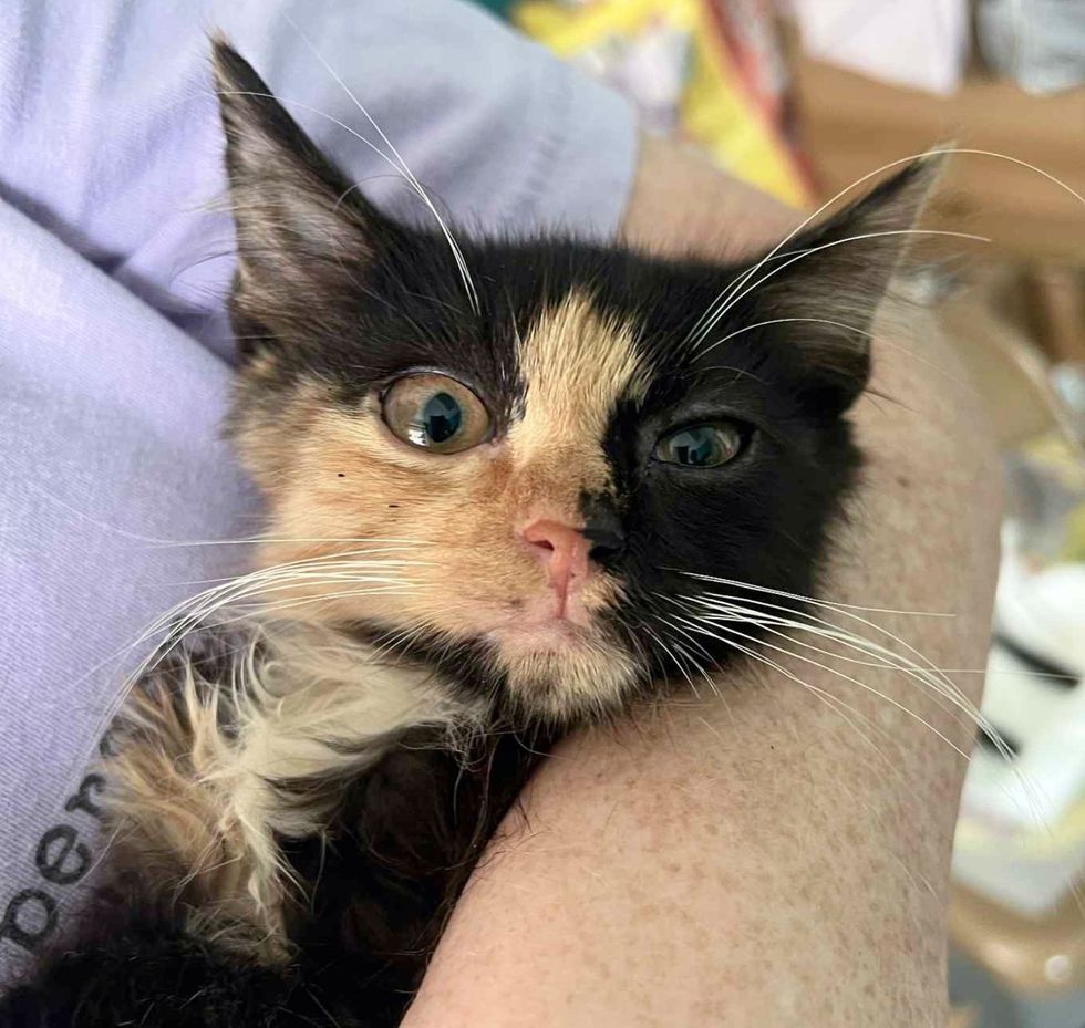 snuggly calico kitten