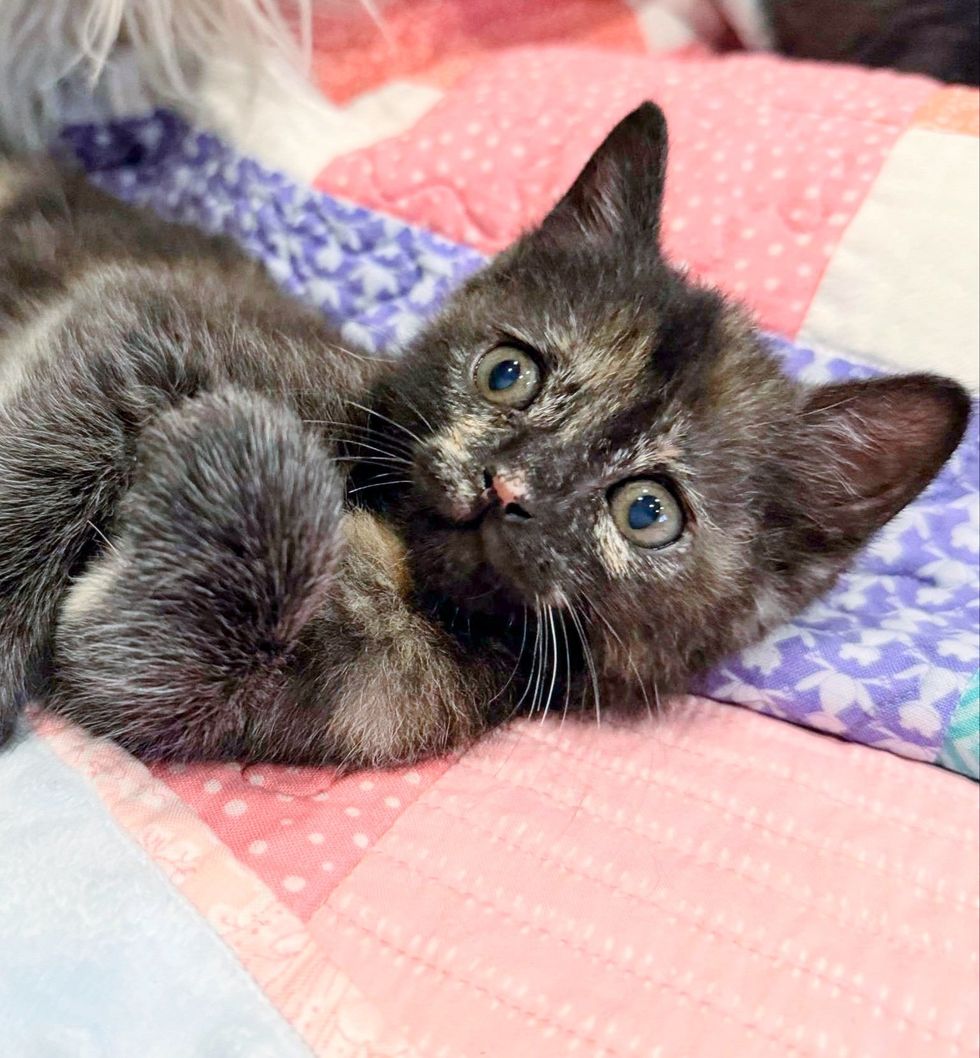 tortie rare kitten