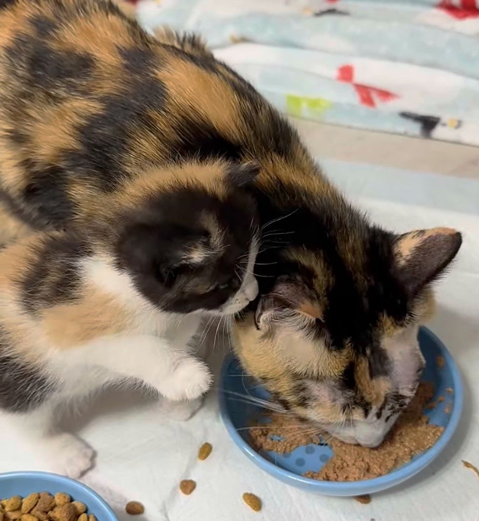 calico kitten cat mother