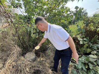 鹿港8棵大葉欖仁樹一夜遭「斷頭」 警鎖定「電鋸」小貨車追緝中
