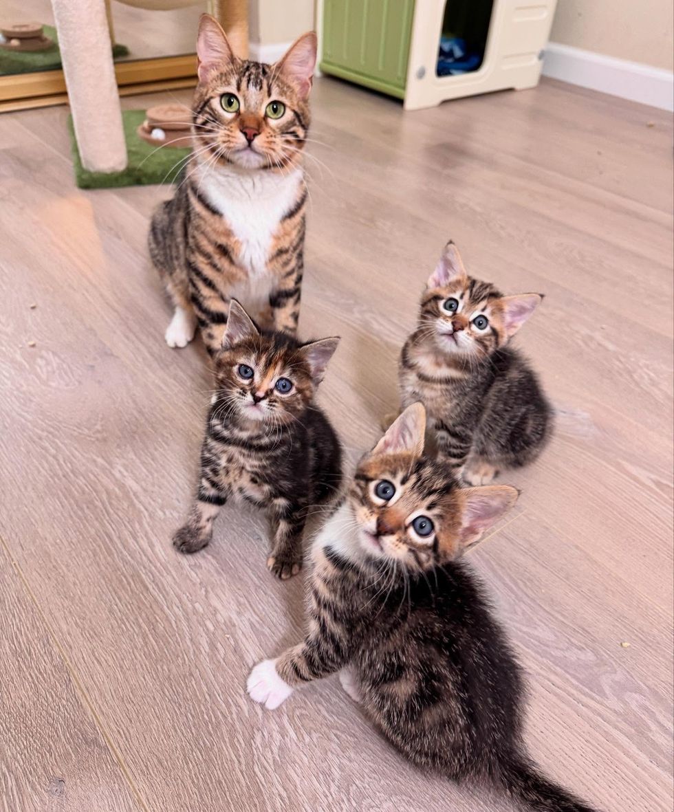 tabby cat three kittens