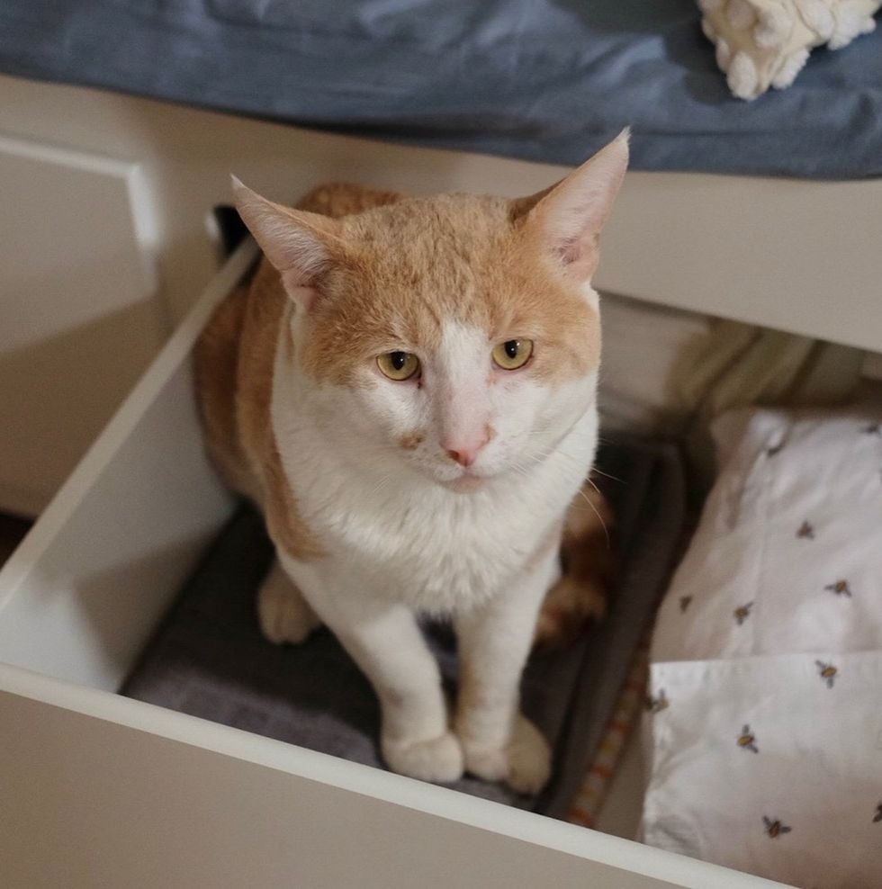 cat drawer laundry