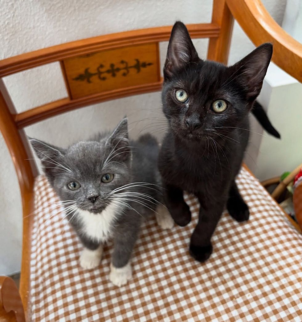gray kitten small house panther