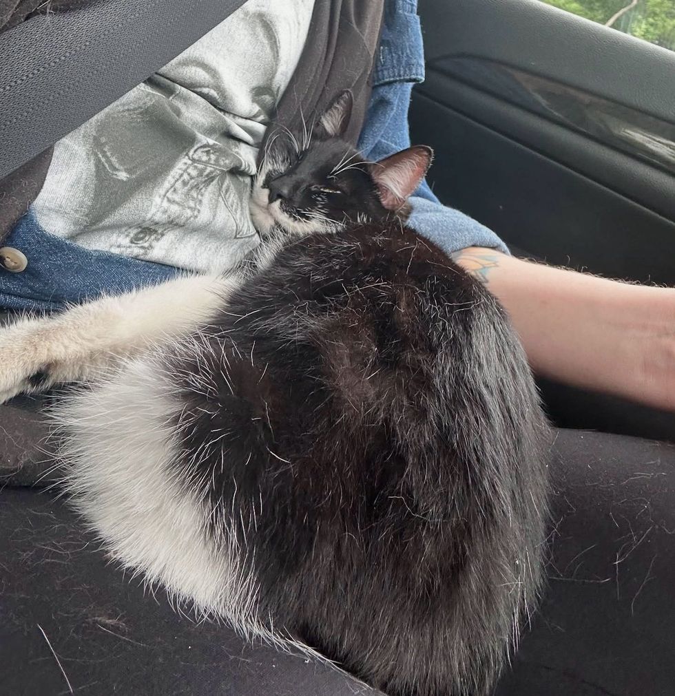 sleeping cat snuggly car