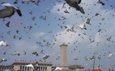 陸閱兵向市民徵集8萬隻和平鴿　「放飛即下班」10分鐘到家