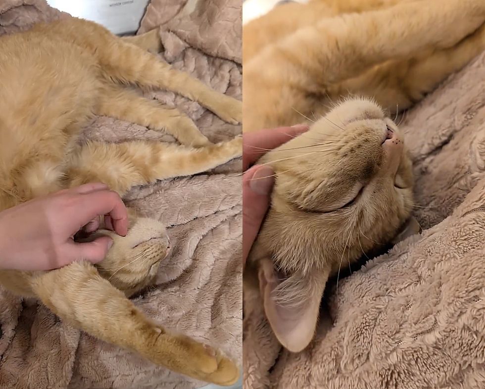 stray cat sleeping happy