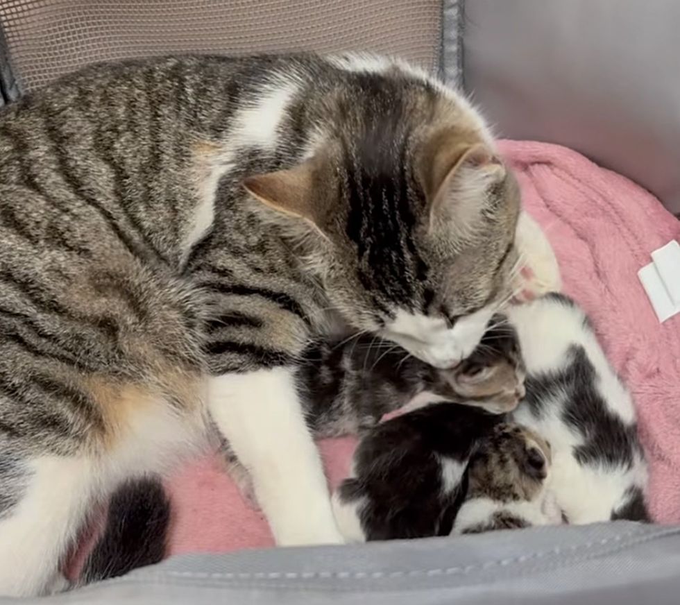 cat mother caring kittens