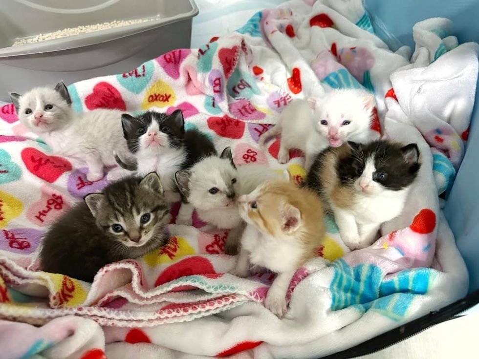 seven cute kittens