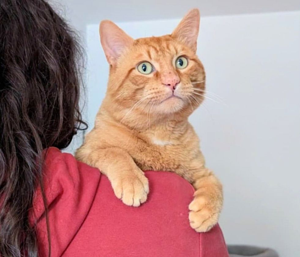 ginger cat shoulder hug