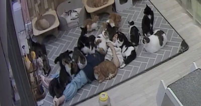 在浪貓咖啡廳睡著！老闆遭「貓貓大軍壓頂6小時」　超萌畫面曝