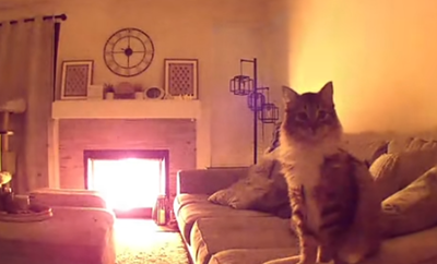 主人外出突收到通知　發現「愛貓用監視器求救」：家中失火了