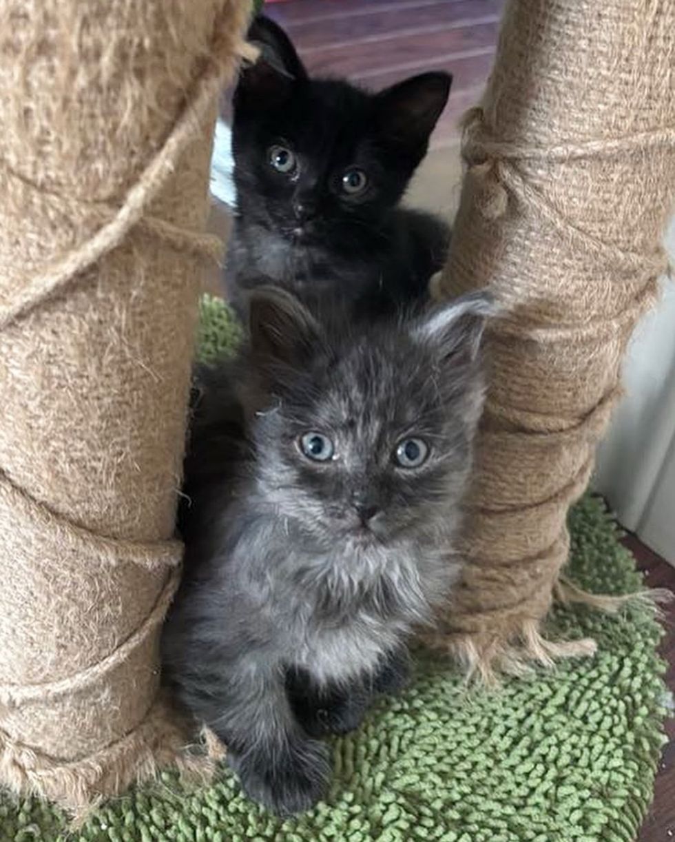 kittens playful cat tree