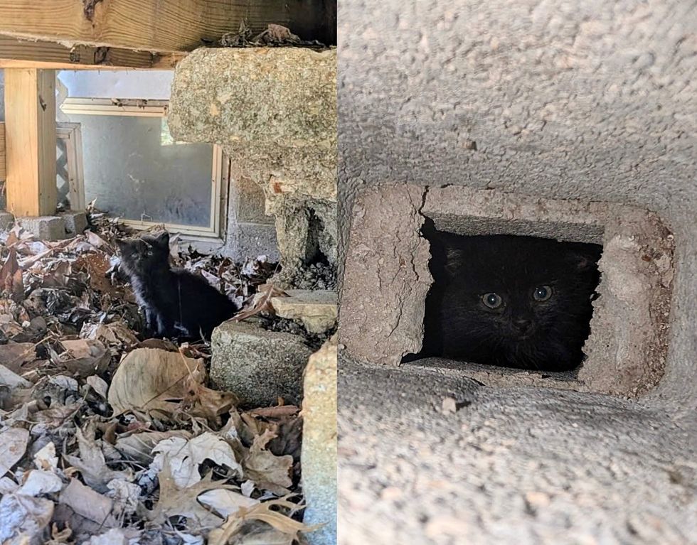 tiny stray kittens porch