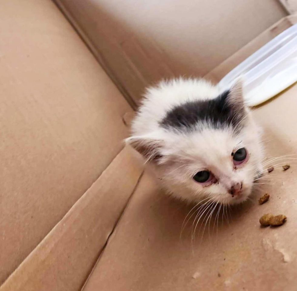 stray kitten parking lot