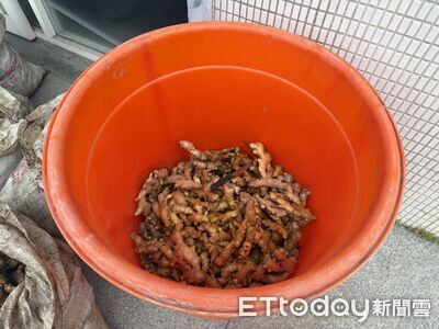 2500斤被挖光！花蓮警攻堅逮2「生薑大盜」　還查獲喪屍煙彈